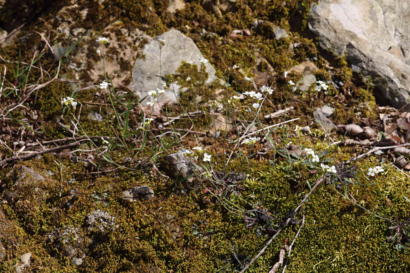 Lyre-Leaved Rock Cress