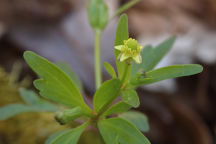 Ranunculus recurvatus