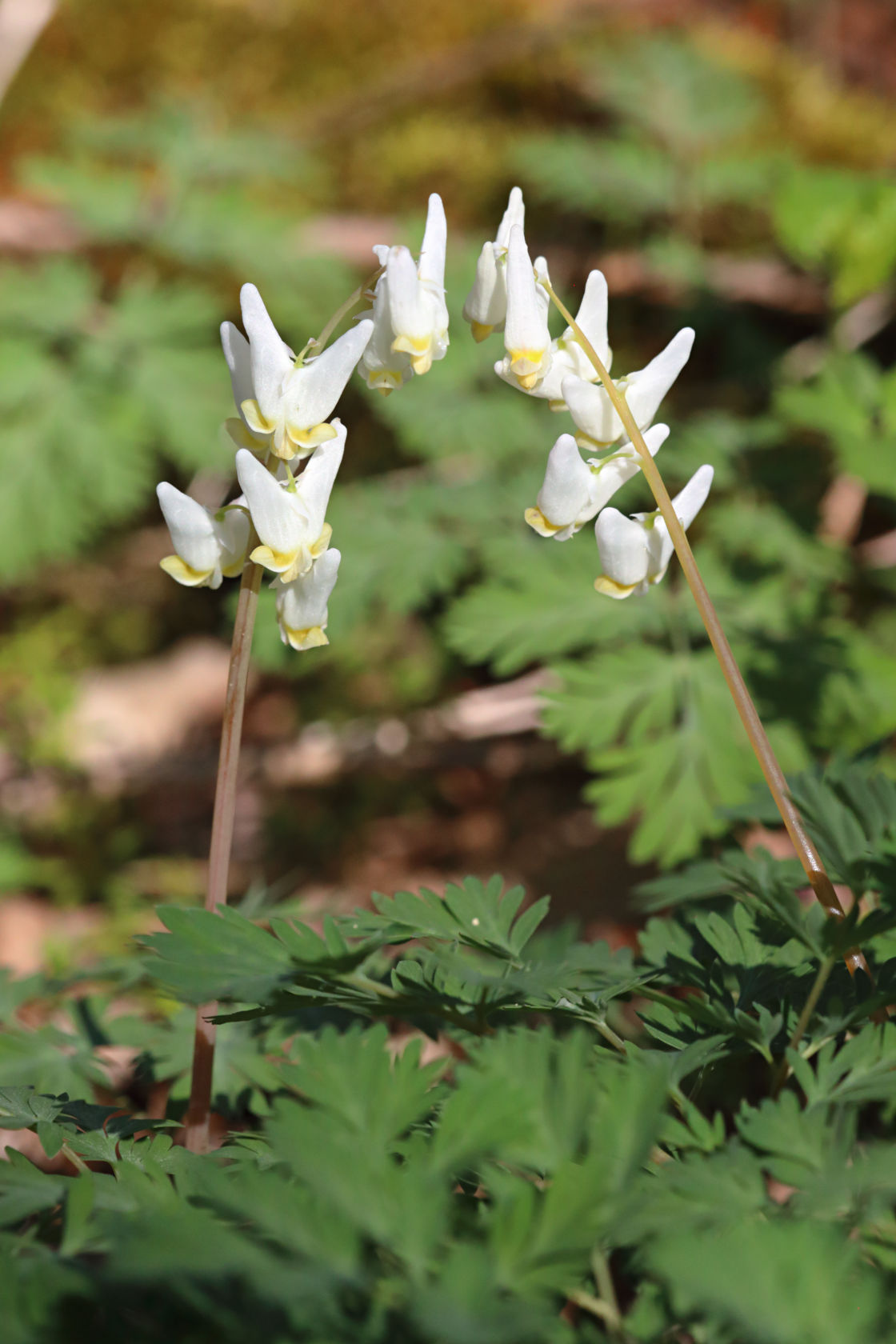 Dutchman's Breeches
