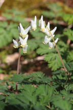 Dicentra cucullaria