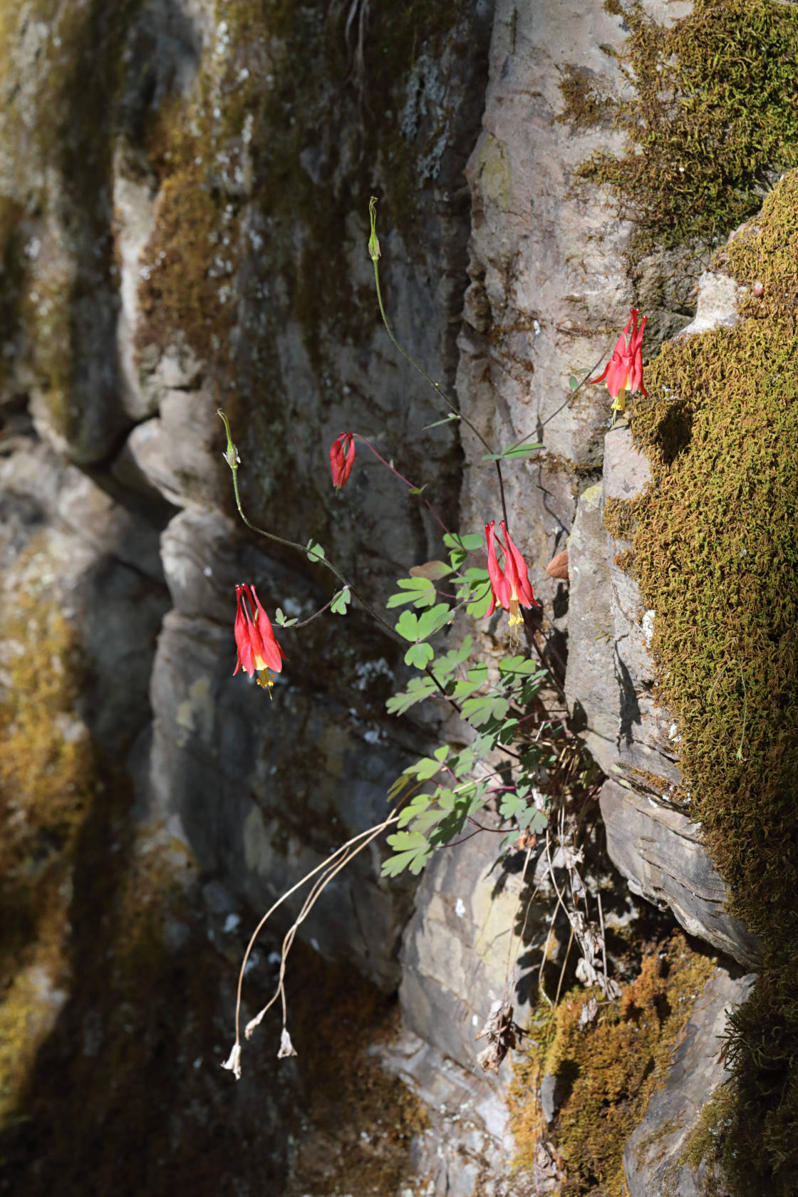 Wild Columbine
