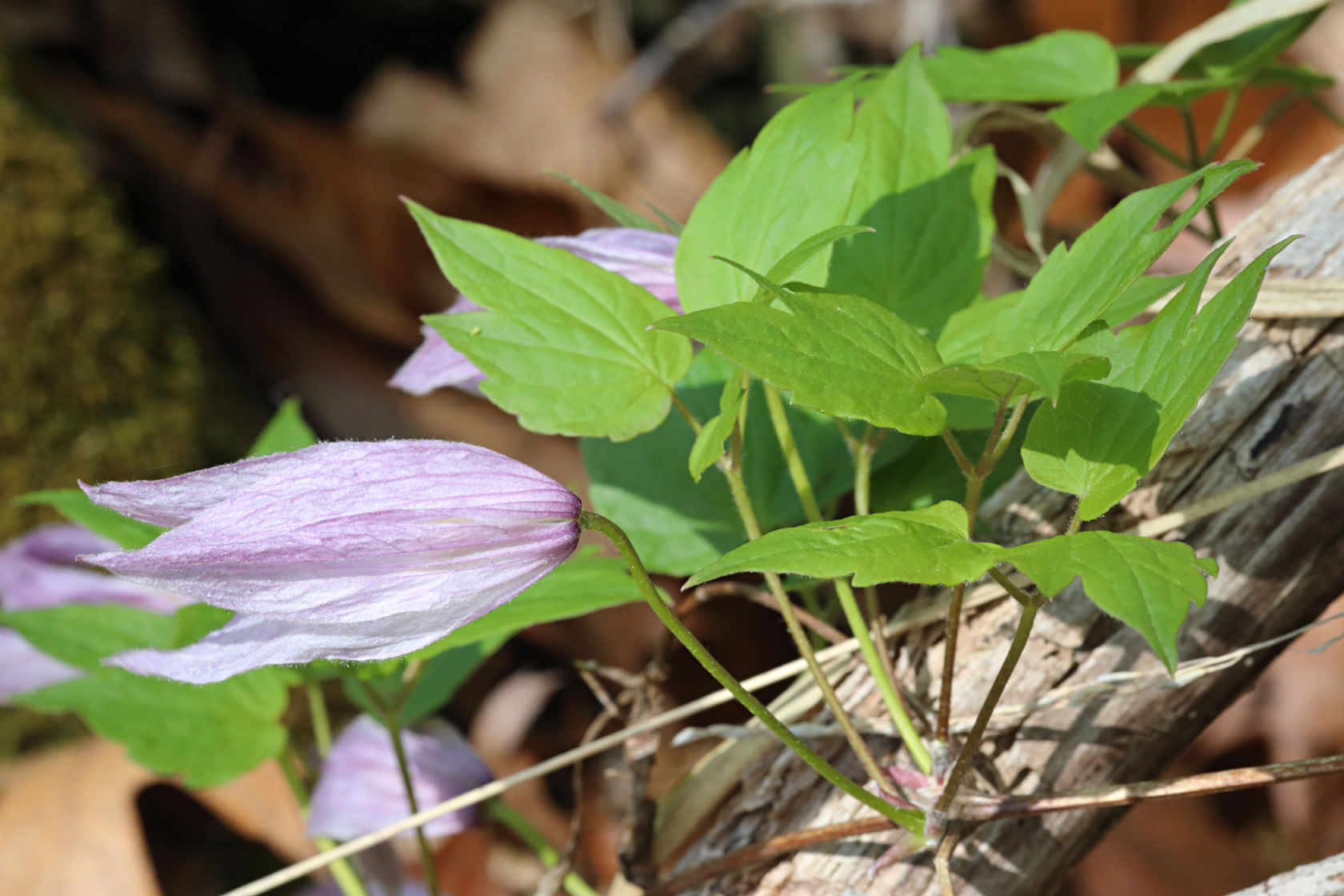 Purple Clematis