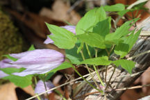 Clematis occidentalis var. occidentalis