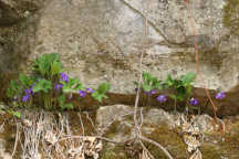 Viola palmata