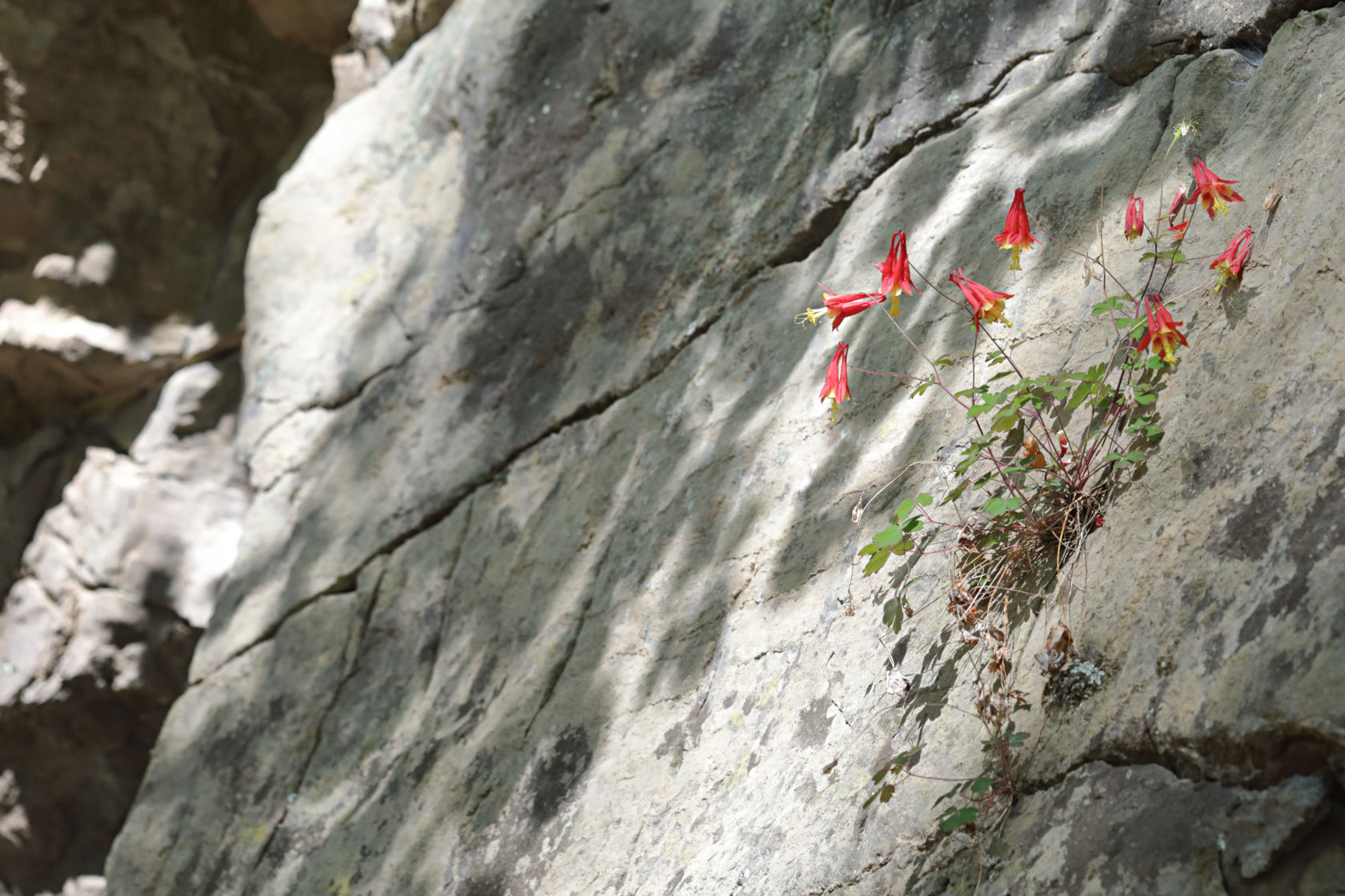 Wild Columbine