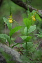 Cypripedium parviflorum var. pubescens