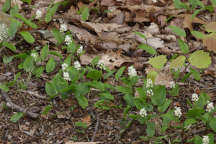 Maianthemum canadense
