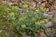 Pedicularis canadensis