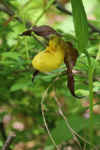 Cypripedium parviflorum var. makasin