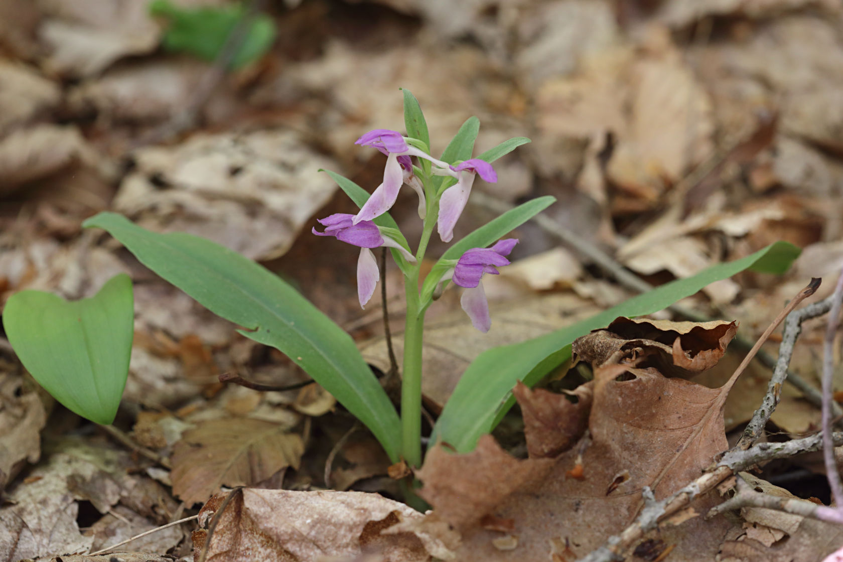 Purple-Flowered Showy Orchid