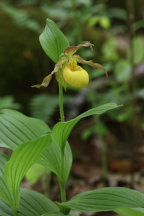 Cypripedium parviflorum var. pubescens