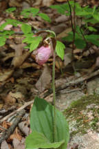 Cypripedium acaule