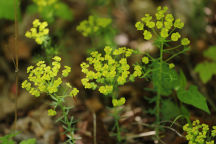 Euphorbia esula