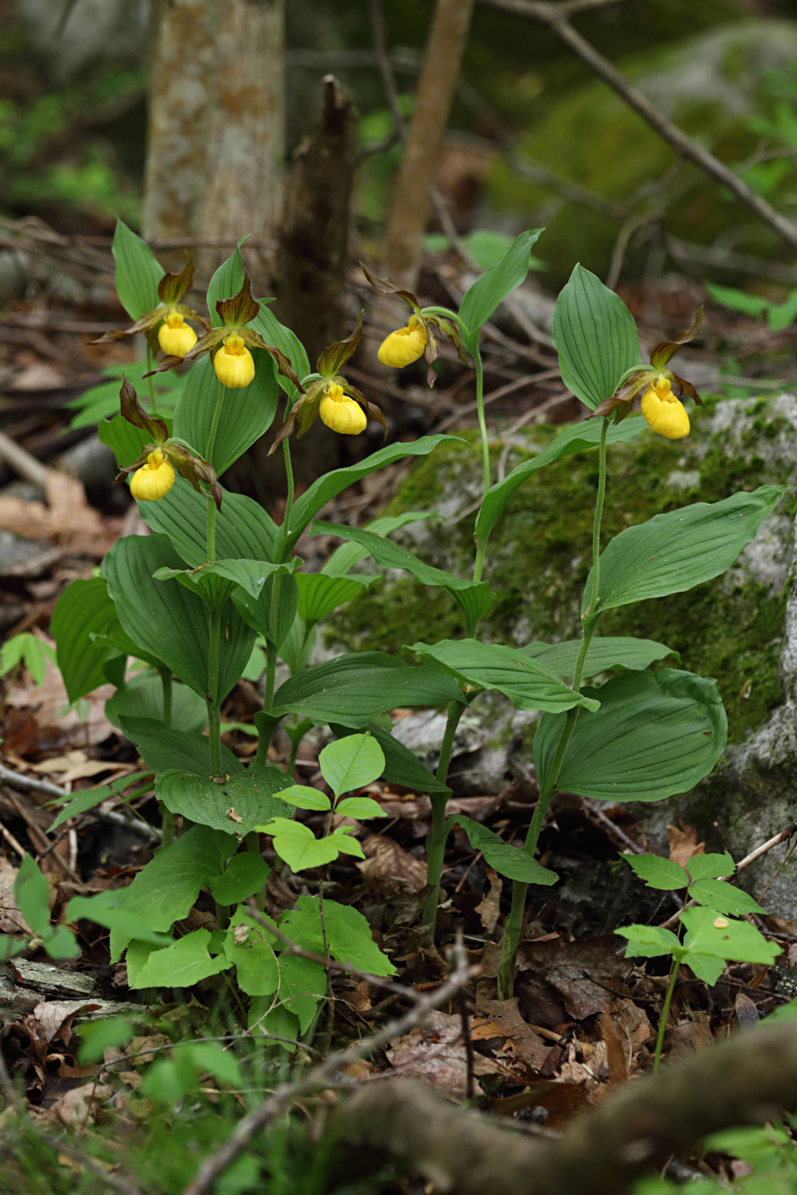 Large Yellow Lady's Slipper