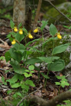 Cypripedium parviflorum var. pubescens