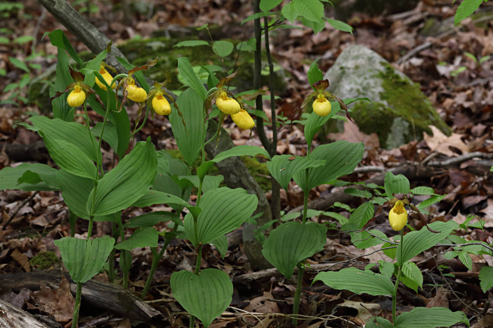 Large Yellow Lady's Slipper