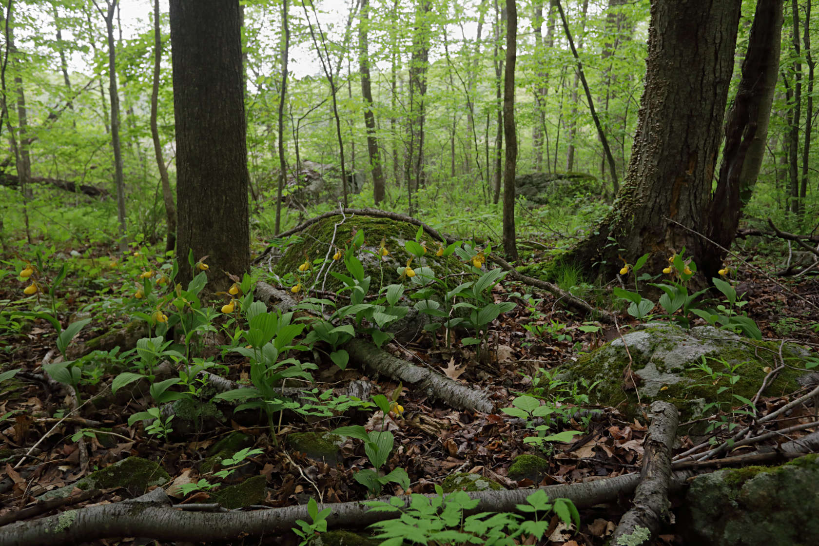 Large Yellow Lady's Slipper