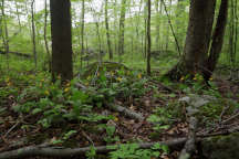 Cypripedium parviflorum var. pubescens