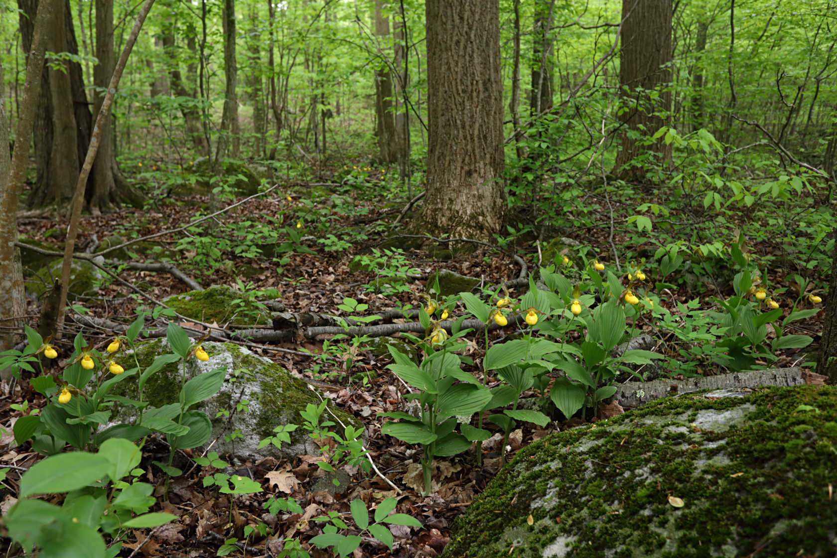 Large Yellow Lady's Slipper