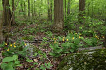 Cypripedium parviflorum var. pubescens