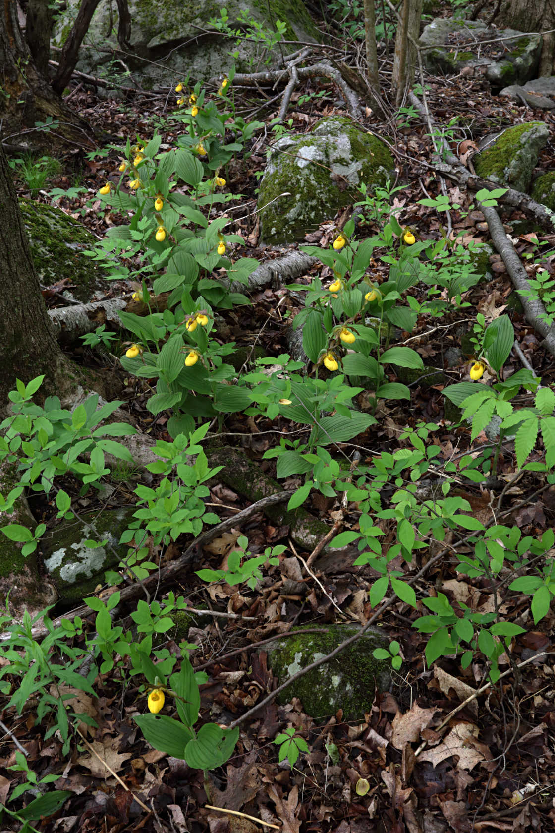 Large Yellow Lady's Slipper