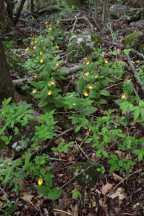 Cypripedium parviflorum var. pubescens