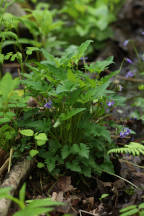 Viola (palmata � sororia)
