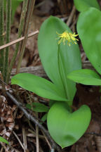 Clintonia borealis