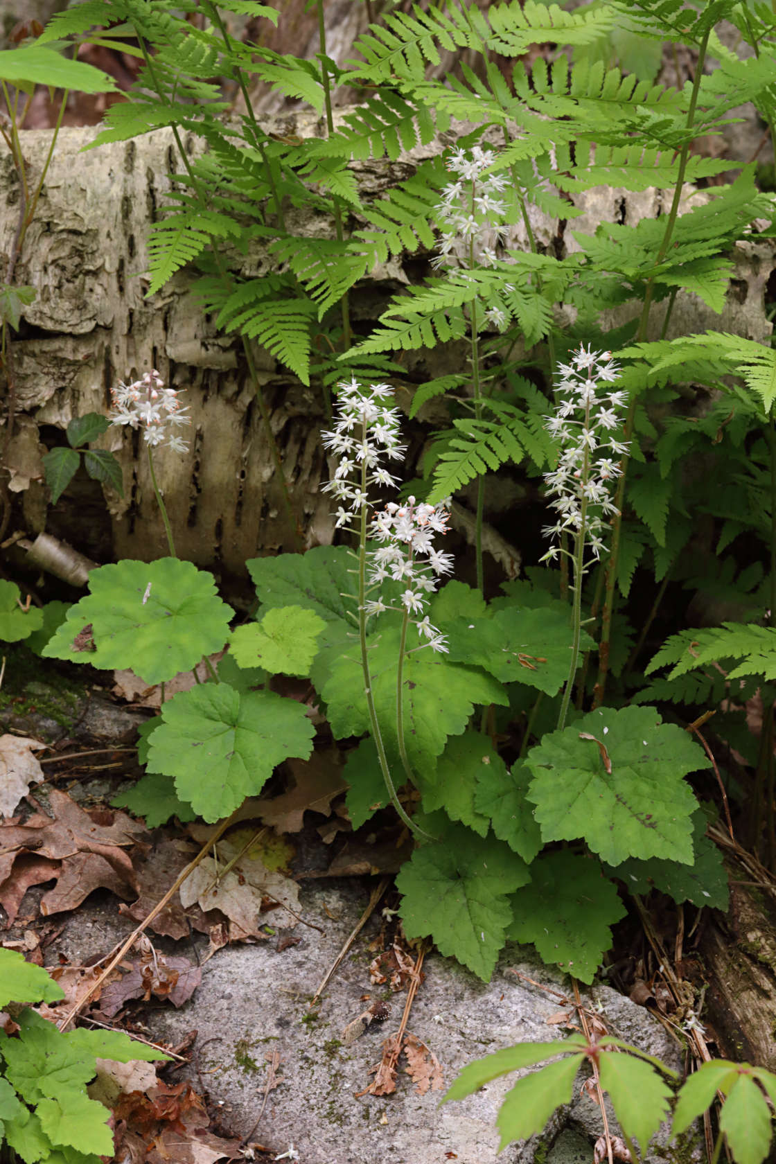 Foamflower
