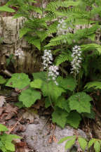 Tiarella cordifolia var. cordifolia