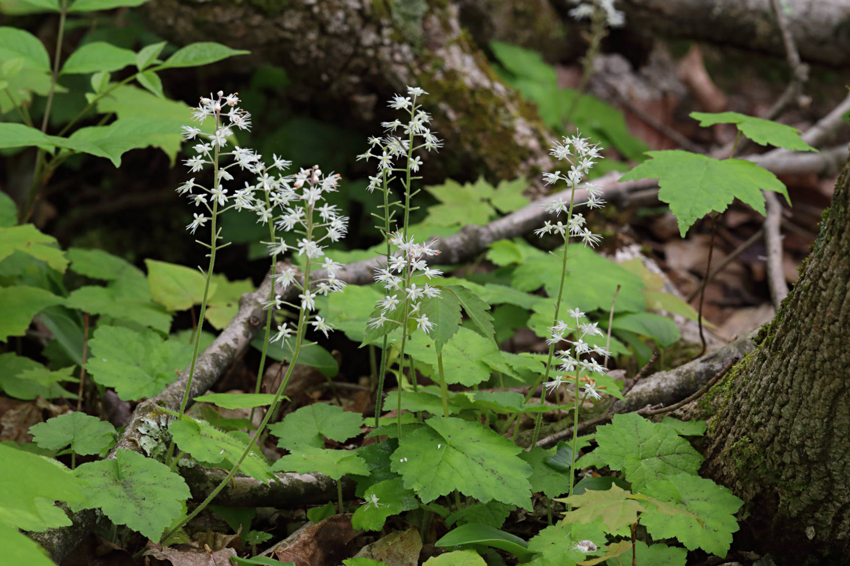 Foamflower