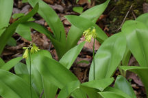 Clintonia borealis