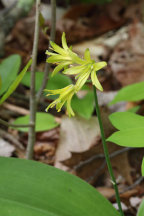 Clintonia borealis