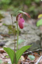 Cypripedium acaule