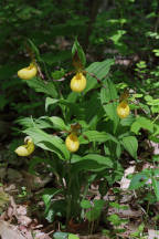 Cypripedium parviflorum var. pubescens