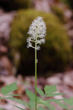 Actaea rubra