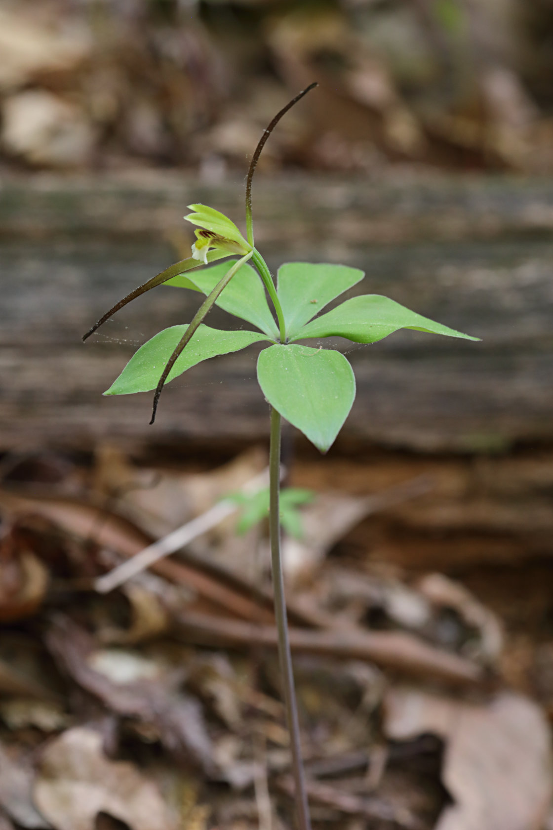 Large Worled Pogonia