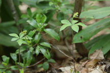 Isotria verticillata
