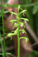 Corallorhiza trifida