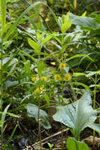Lysimachia thyrsiflora