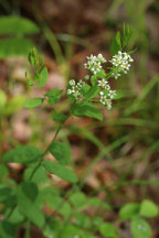Comandra umbellata