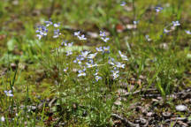 Houstonia caerulea