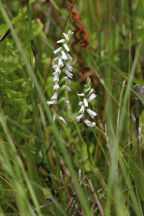 Spiranthes lucida