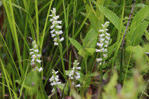 Spiranthes lucida