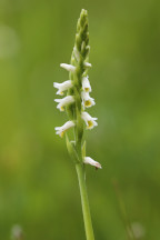 Spiranthes lucida