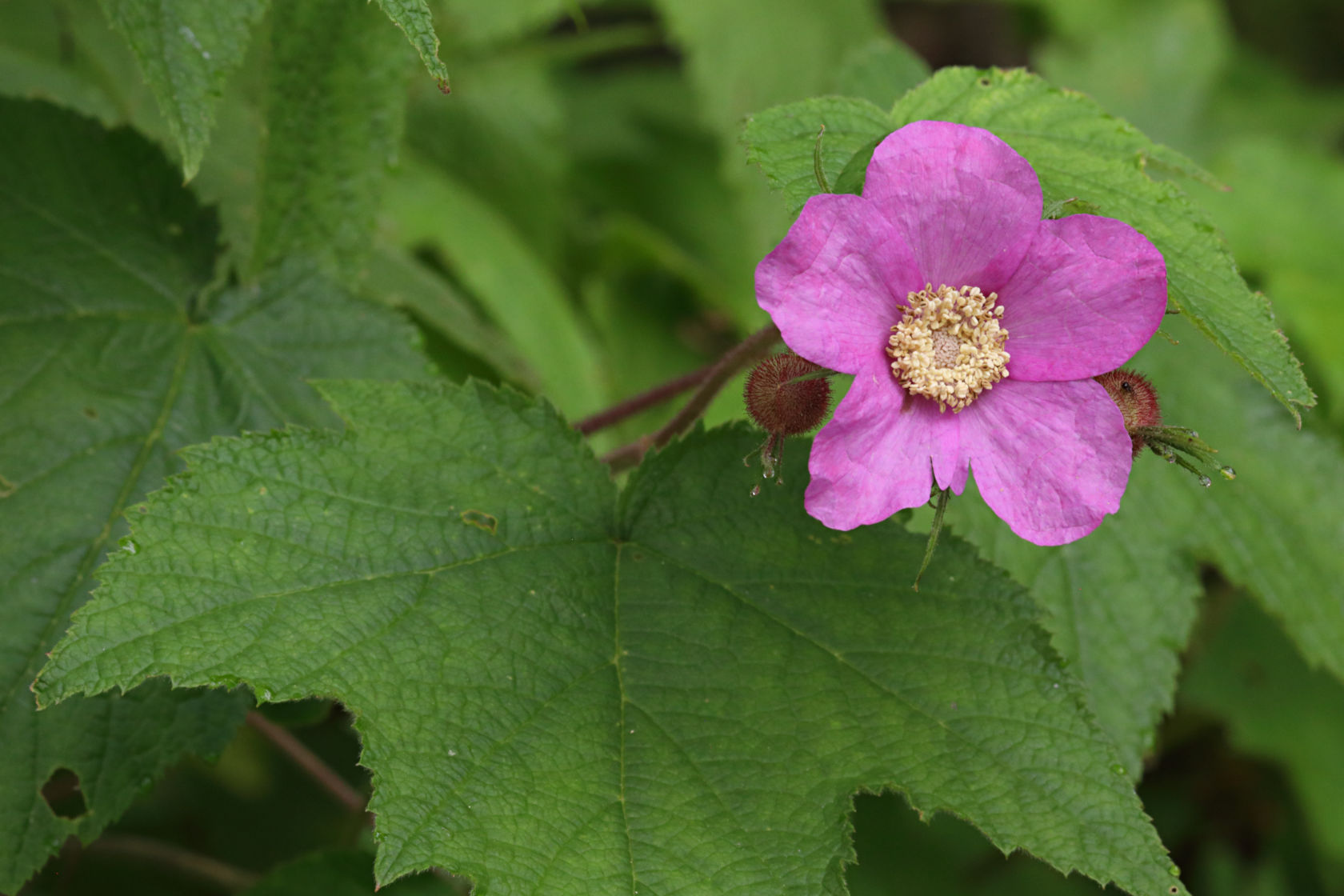 Flowering Raspberry