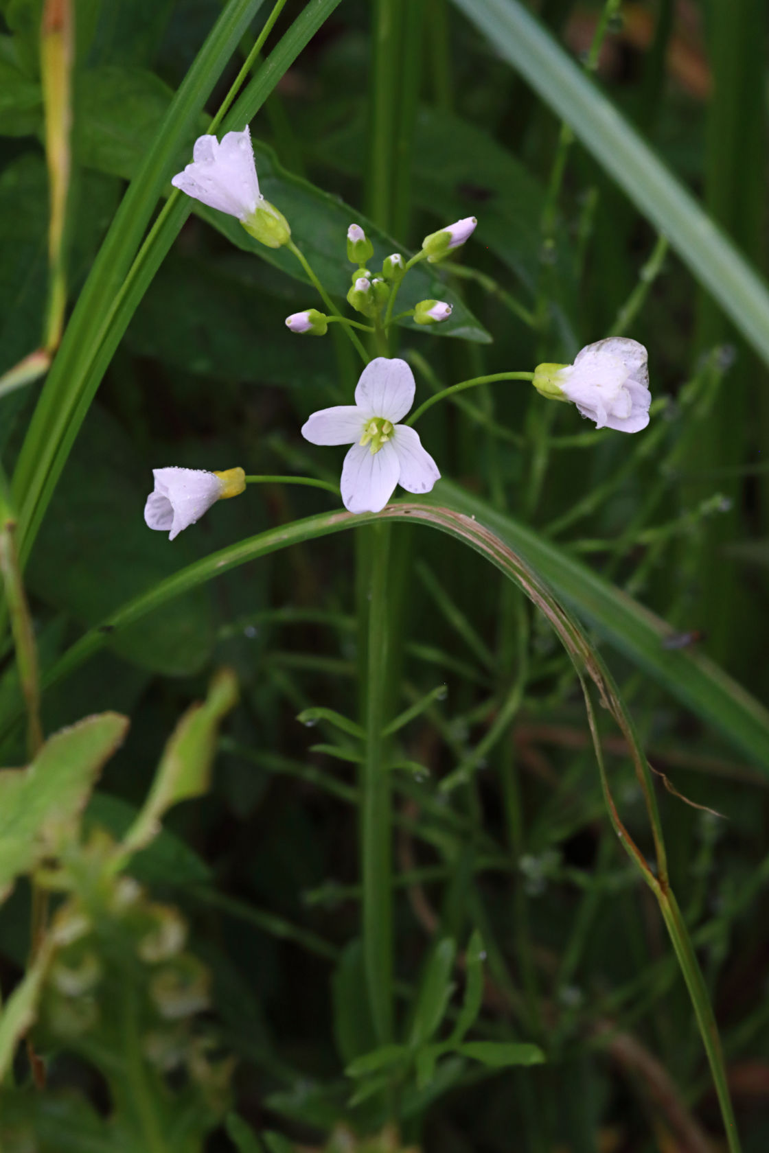 Cuckoo Flower
