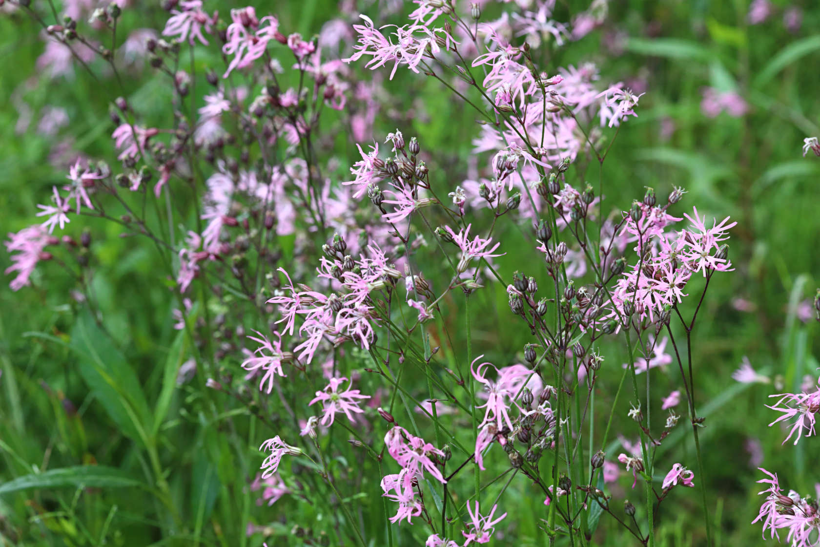 Ragged Robin