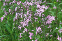 Lychnis flos-cuculi