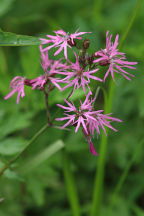 Lychnis flos-cuculi